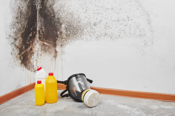 Best Bathroom Mold Remediation in Greenfield, OH