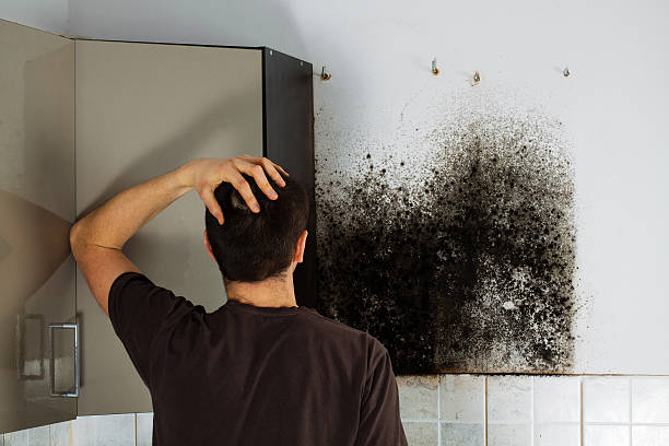 Reliable Greenfield, OH Mold Remediation Solutions