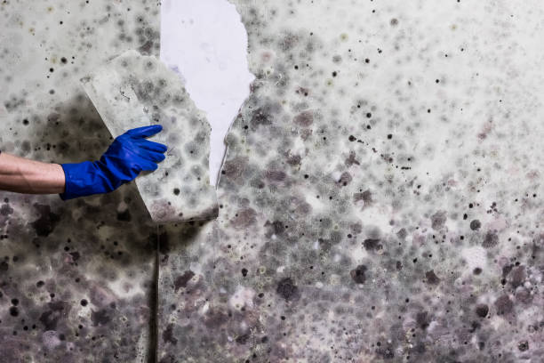 Best HVAC Mold Remediation in Greenfield, OH