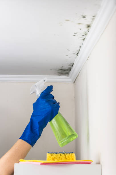 Best Basement Mold Remediation in Greenfield, OH