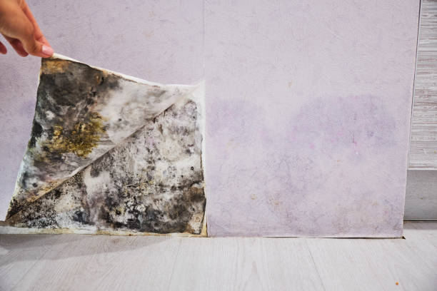 Best Residential Mold Remediation in Greenfield, OH